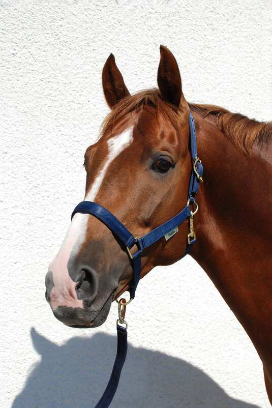 Dublin polstret luksusgrime