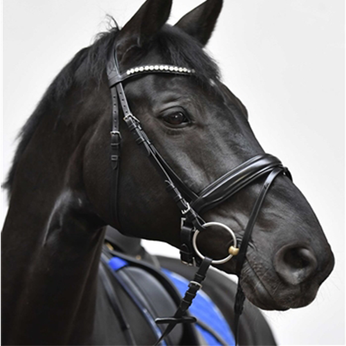 Rider By Horse Passion 01 Trense